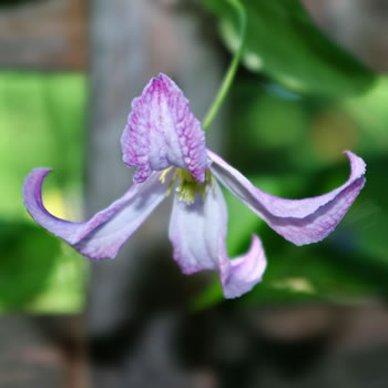 Clematis texensis Pagoda